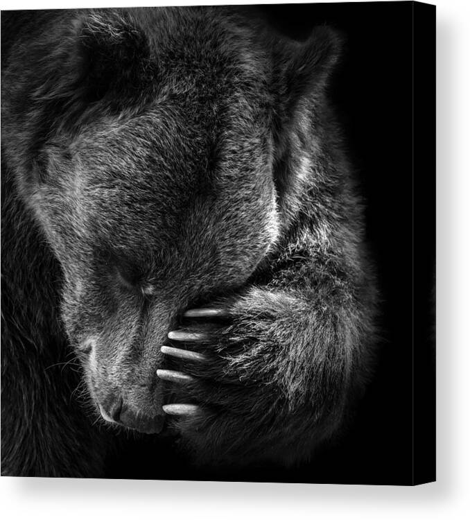 Bear Canvas Print featuring the photograph Portrait of Bear in black and white by Lukas Holas