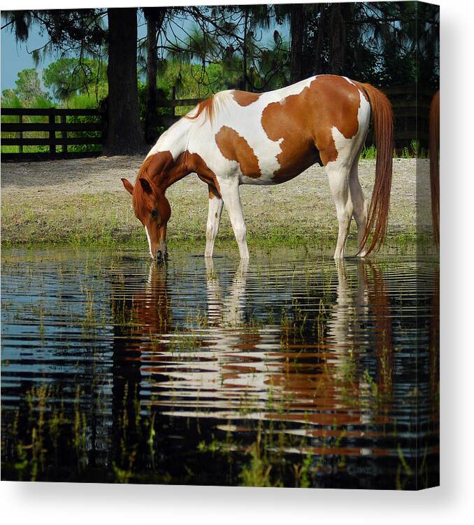 Photograph Canvas Print featuring the photograph Pride #1 by Larah McElroy