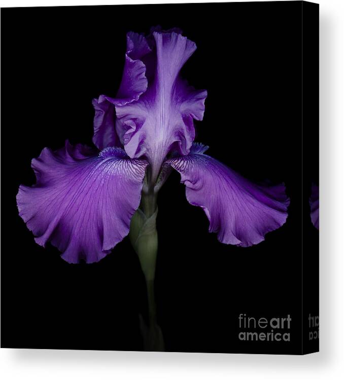 Iris Canvas Print featuring the photograph Purple Iris #1 by Oscar Gutierrez