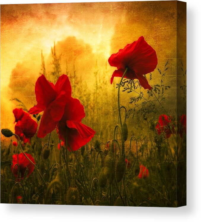 Poppies Canvas Print featuring the photograph Red For Love by Philippe Sainte-Laudy