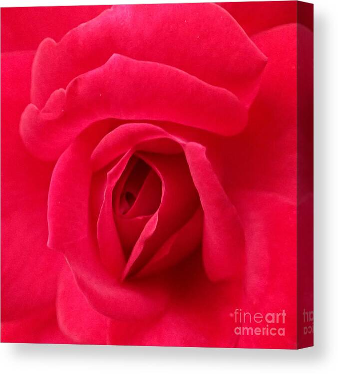 Rose Canvas Print featuring the photograph Rose #1 by A K Dayton