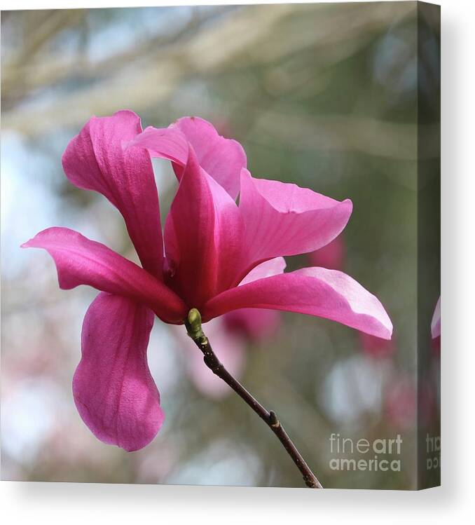 Pink Magnolia Canvas Print featuring the photograph Southern Pink Magnolia #1 by Carol Groenen