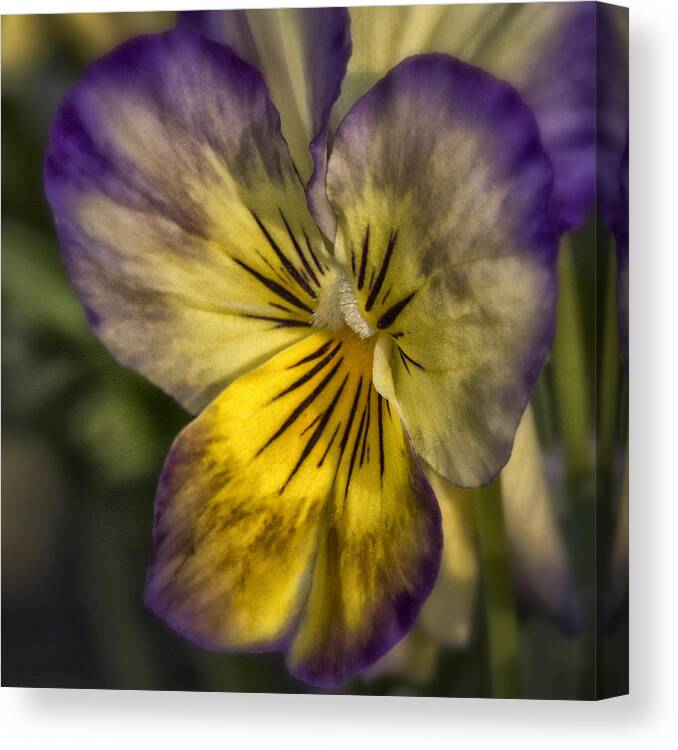 Flowers Canvas Print featuring the photograph Spring At Home #1 by Robert Fawcett