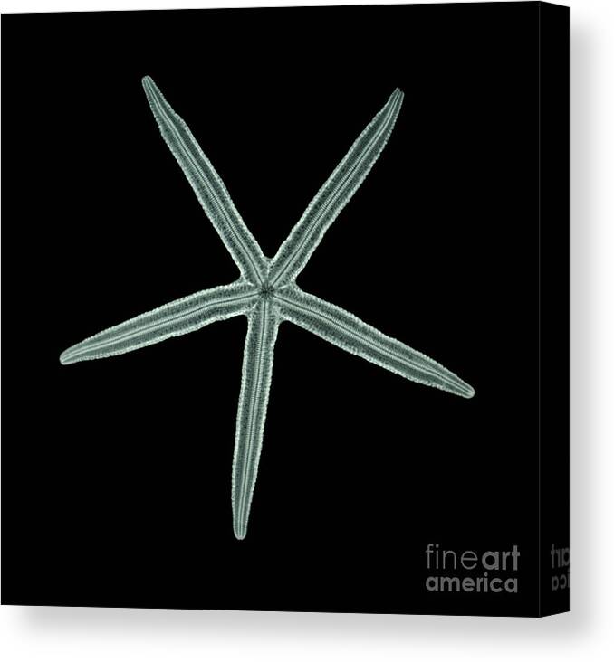 Starfish Canvas Print featuring the photograph Starfish, X-Ray #2 by Scott Camazine