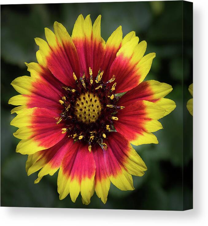 Flower Canvas Print featuring the photograph Sunflower #2 by Ed Clark