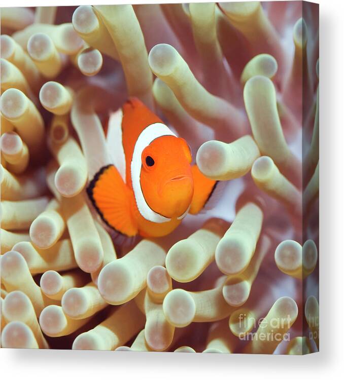 Clownfish Canvas Print featuring the photograph Tropical fish Clownfish #1 by MotHaiBaPhoto Prints