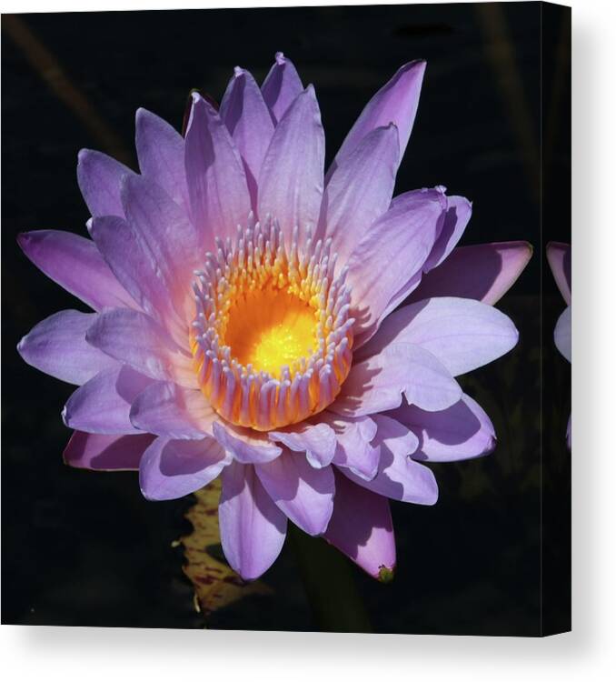 Flowers Canvas Print featuring the photograph Water Lily #2 by Harold Rau