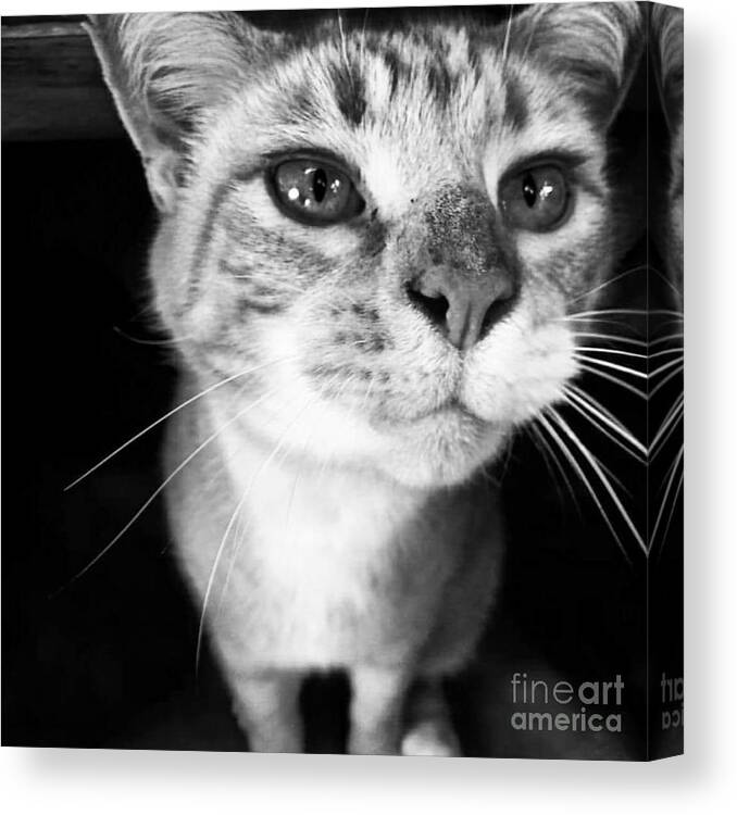 Feline Canvas Print featuring the photograph Who me? #1 by Rabiah Seminole