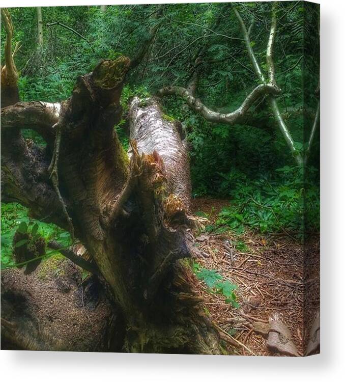 Naturephotography Canvas Print featuring the photograph #wood #tree #forest #nature #1 by Abbie Shores