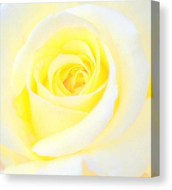 Art Canvas Print featuring the photograph Yellow Rose I by Joan Han