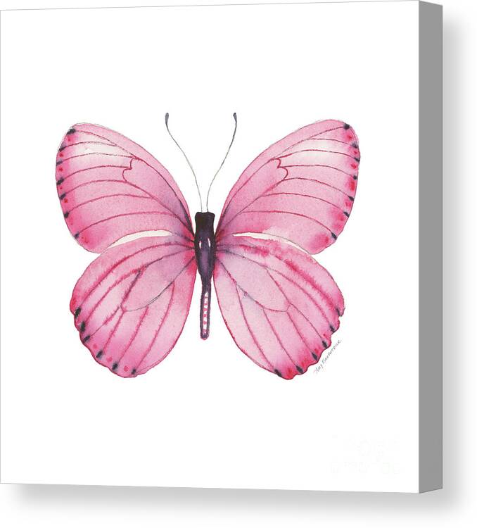 Pink Butterfly Canvas Print featuring the painting 106 Pink Marcia Butterfly by Amy Kirkpatrick