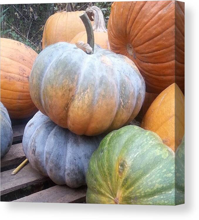 Pumpkin Canvas Print featuring the photograph Pumpkins by Brittany Smith