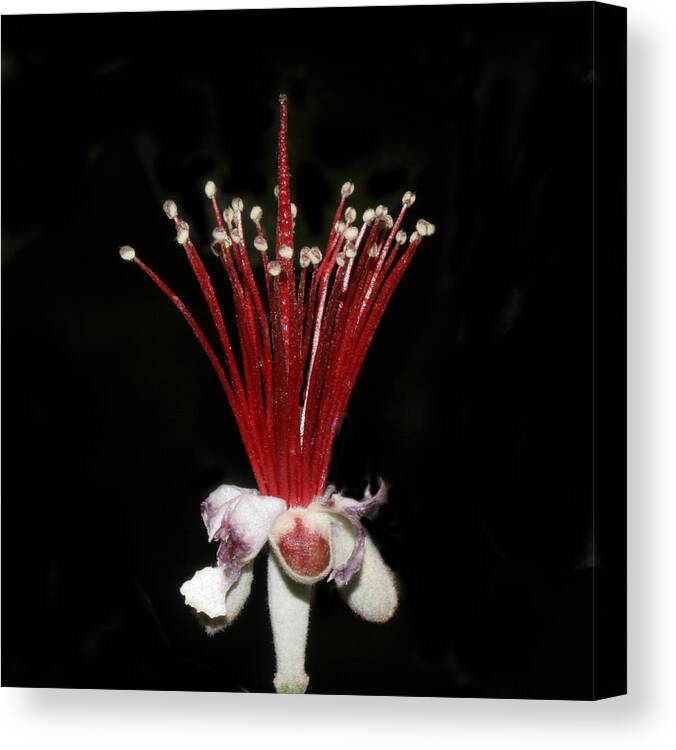 Flower Canvas Print featuring the photograph Flower #128 by Masami Iida