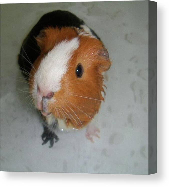 Guinea Pig Canvas Print featuring the photograph Guinea Pig #13 by Jackie Russo