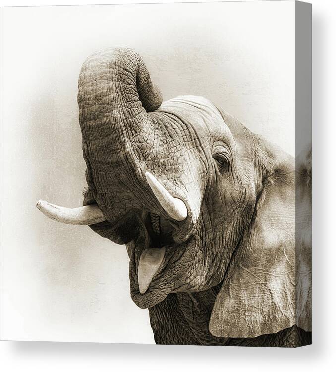 Animal Canvas Print featuring the photograph African Elephant Closeup Square by Good Focused