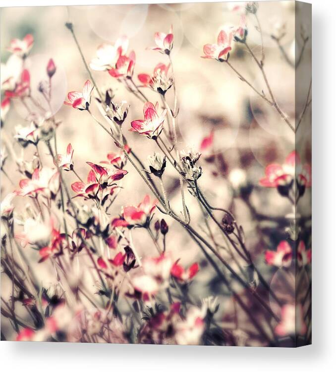 Tiny Flowers Canvas Print featuring the photograph Carefree #2 by Bonnie Bruno