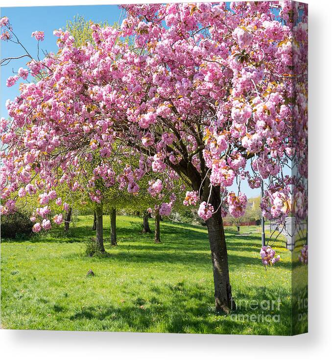 Color Canvas Print featuring the photograph Cherry blossom tree #2 by Colin Rayner