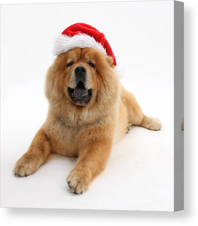 Animal Canvas Print featuring the photograph Christmas Dog #2 by Mark Taylor