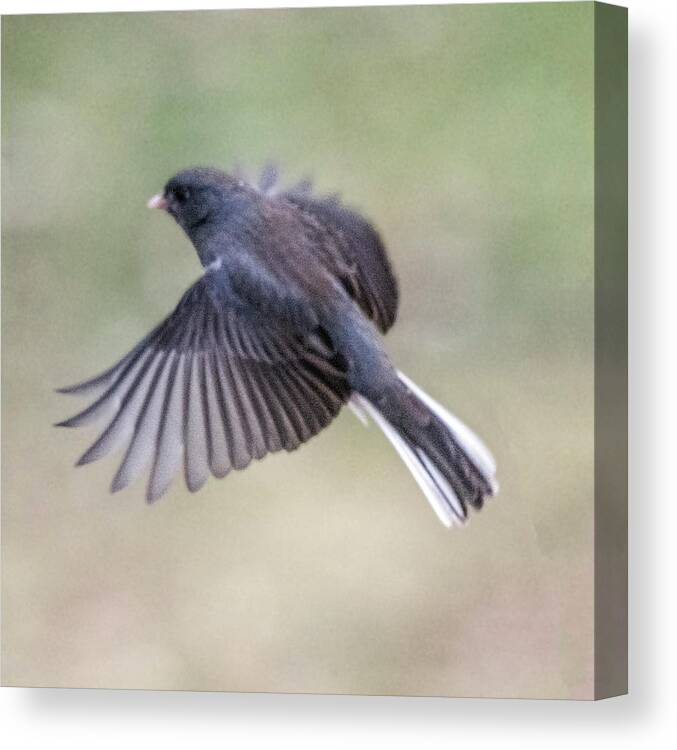 Bird Canvas Print featuring the photograph Dark Eyed Junco Flying #2 by William Bitman