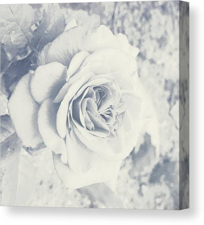 Floral Canvas Print featuring the photograph Faded Rose #2 by Judith Kitzes