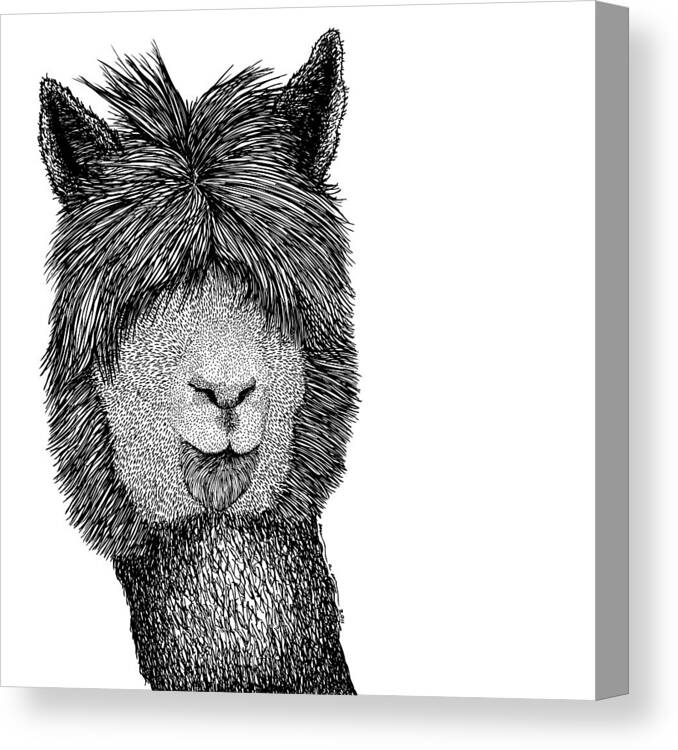 Drawing Canvas Print featuring the drawing Llama #2 by Karl Addison