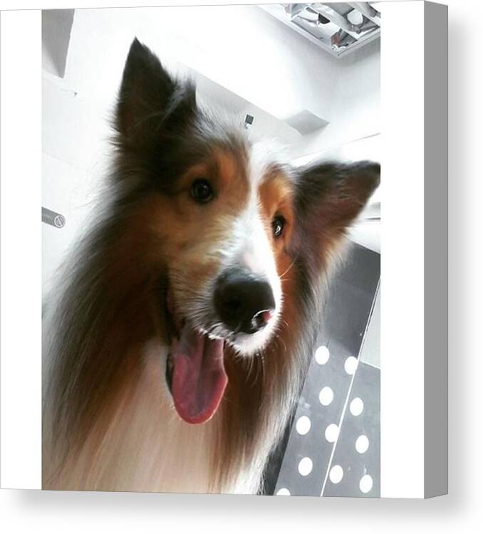 Picture Canvas Print featuring the photograph Pastor De Shetland
#doggrooming #2 by Jonas Seijas