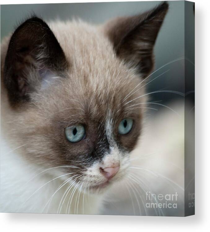 Cat Canvas Print featuring the photograph Pauls little cat #2 by Heiko Koehrer-Wagner