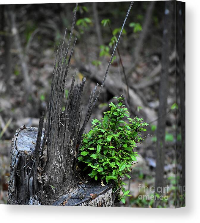Nature Canvas Print featuring the photograph Persistence #2 by Skip Willits