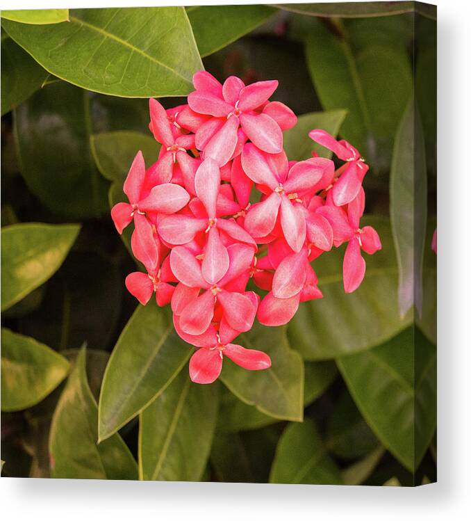 Canvas Print featuring the photograph Pink Flower #3 by James Gay