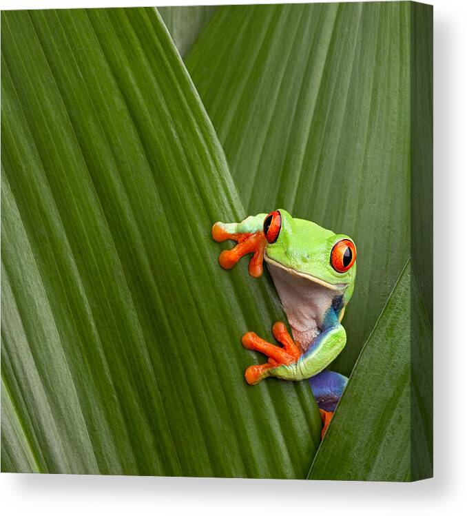 Agalychnis Canvas Print featuring the photograph Red Eyed Tree Frog #2 by Dirk Ercken