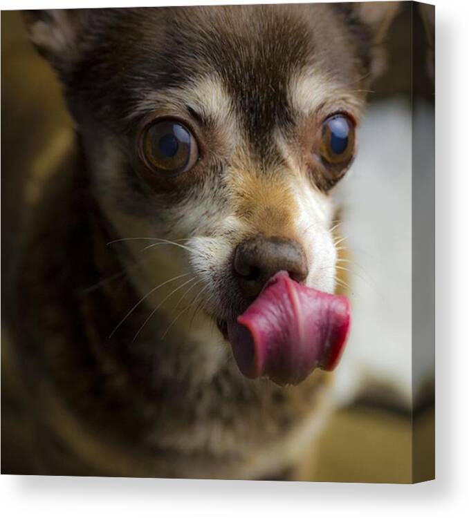 Love Canvas Print featuring the photograph The Dog Tongue Is Speaking. Listen #2 by David Haskett II