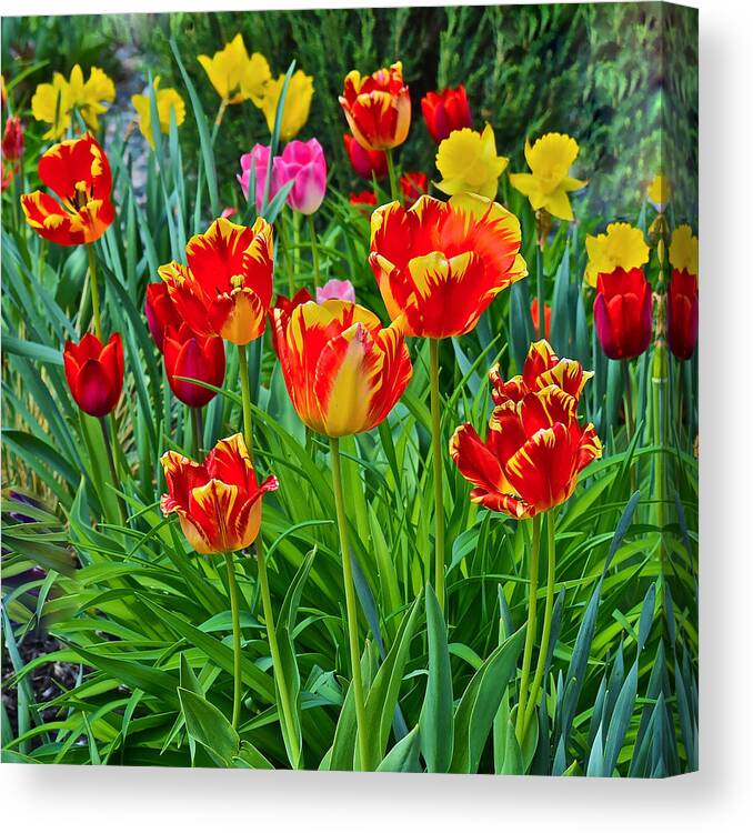 Tulips Canvas Print featuring the photograph 2015 Acewood Tulips 6 by Janis Senungetuk