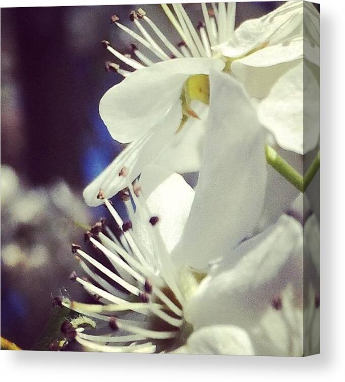 Blossom Flower White Macro Cherry Canvas Print featuring the photograph Instagram 4 by Carey Peacock