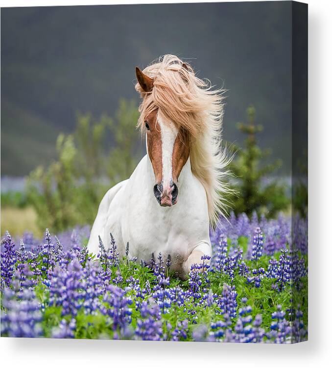 Photography Canvas Print featuring the photograph Horse Running By Lupines. Purebred #3 by Panoramic Images