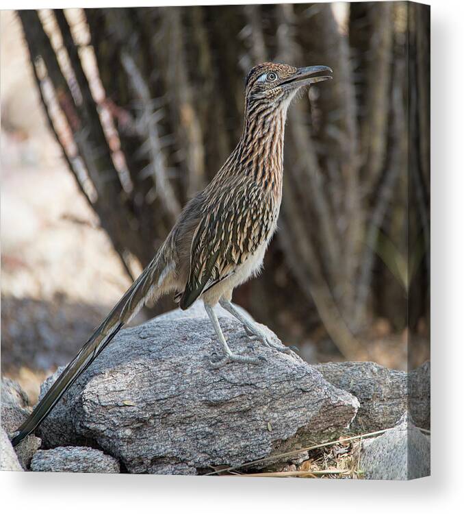 Greater Roadrunner Canvas Print featuring the photograph Roadrunner #3 by Dan McManus
