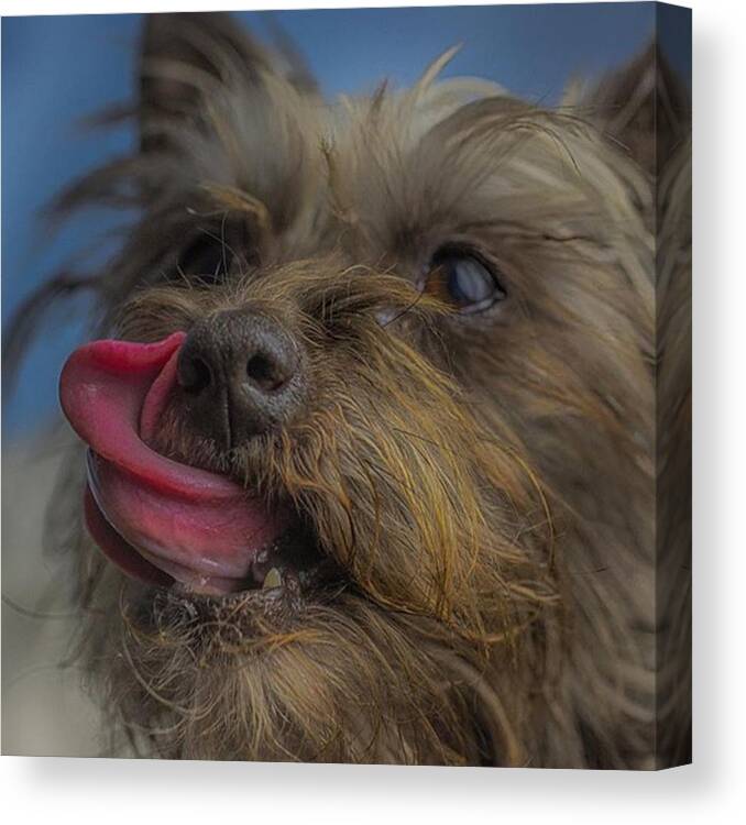 Love Canvas Print featuring the photograph The Dog Tongue Is Speaking. Listen #3 by David Haskett II