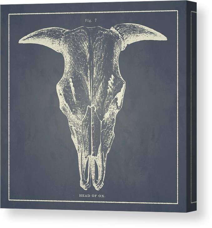 Vintage Canvas Print featuring the drawing Vintage Ox Head #3 by Vintage Pix