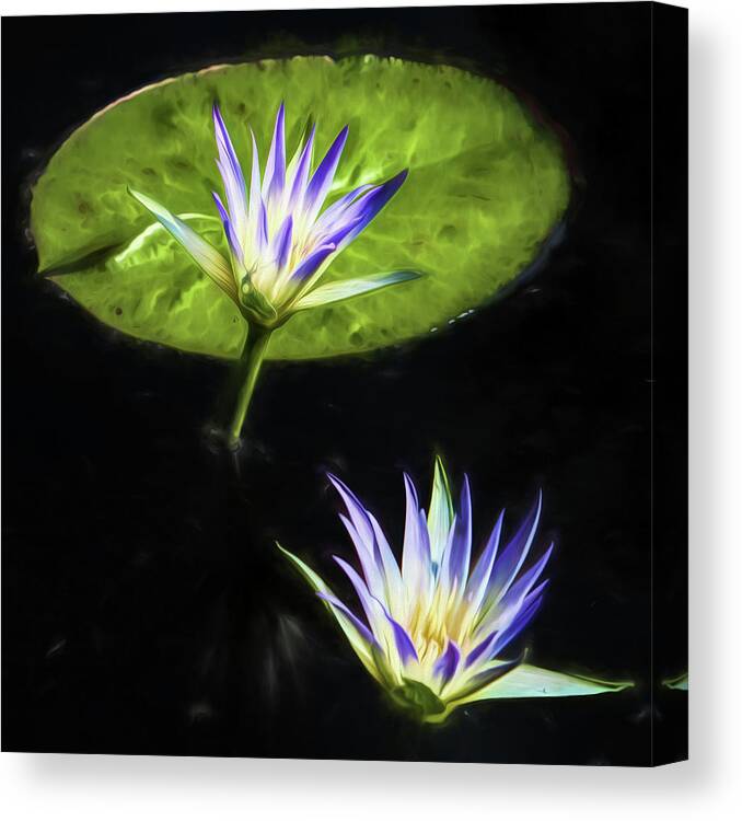 Water Lilies Canvas Print featuring the photograph Water Lilies #3 by John Freidenberg