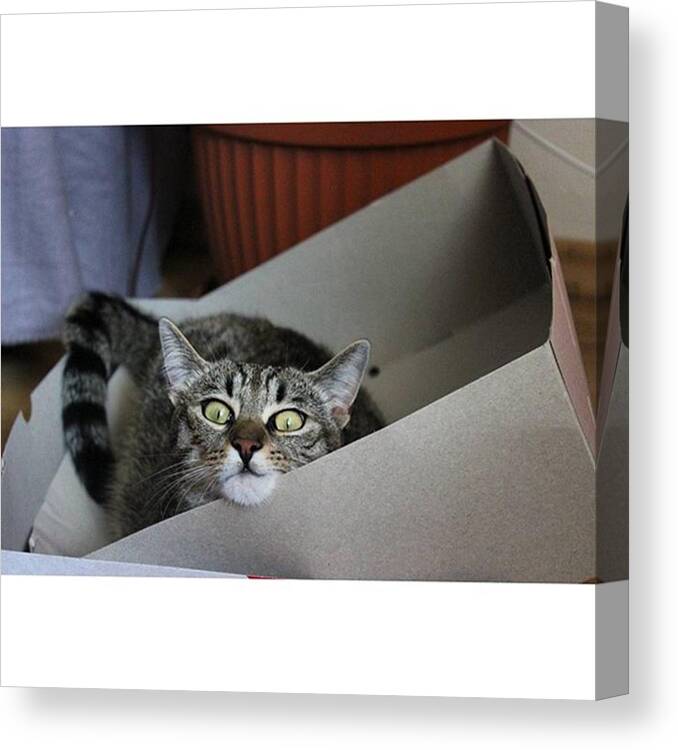 Katze Canvas Print featuring the photograph Instagram Photo #31446931771 by Putscha Tiger