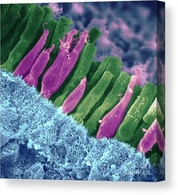 Scanning Electron Micrograph Canvas Print featuring the photograph Rods And Cones In Retina by Omikron