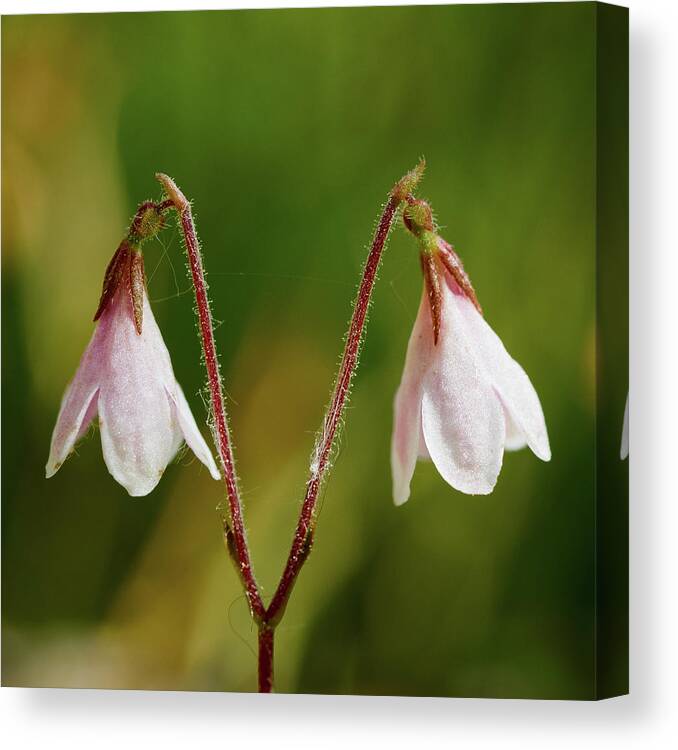 Finland Canvas Print featuring the photograph Twinflower #3 by Jouko Lehto
