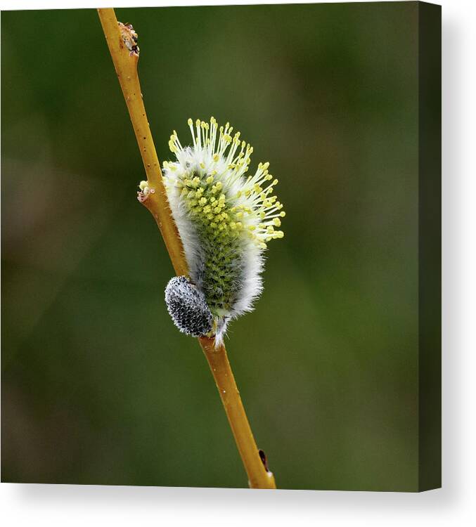 Finland Canvas Print featuring the photograph Willow Catkins #4 by Jouko Lehto