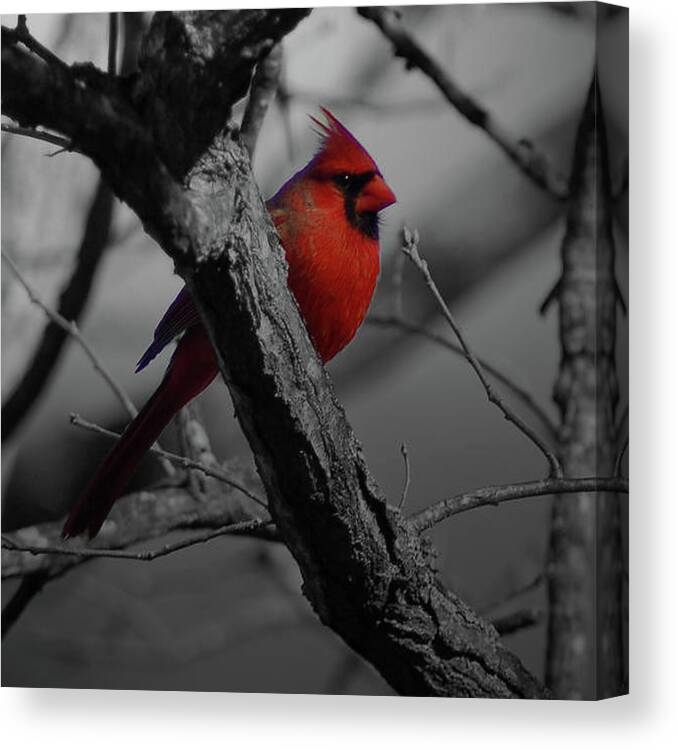 Bird Canvas Print featuring the photograph Bird #40 by Mariel Mcmeeking