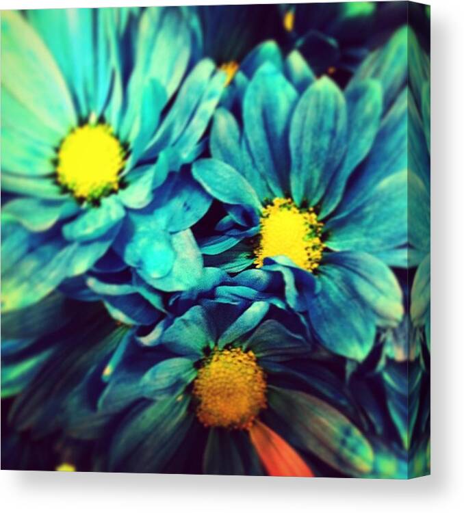 Bloom Canvas Print featuring the photograph Bloomingly Blue by Keely Prendergast