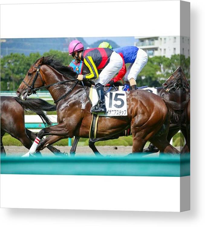 Thoroughbred Canvas Print featuring the photograph Instagram Photo #431458795285 by Mauoto Kakegawa