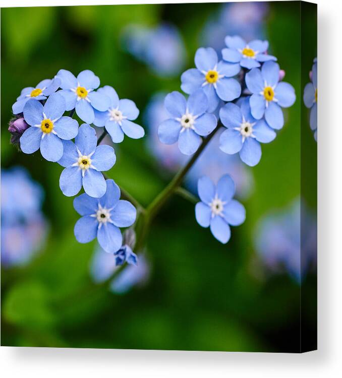 Finland Canvas Print featuring the photograph The broken heart. Forget me not by Jouko Lehto