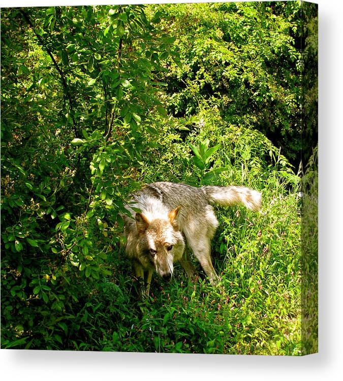 I Got To Get The Hair Off Canvas Print featuring the photograph The Wild Wolve Group B #5 by Debra   Vatalaro