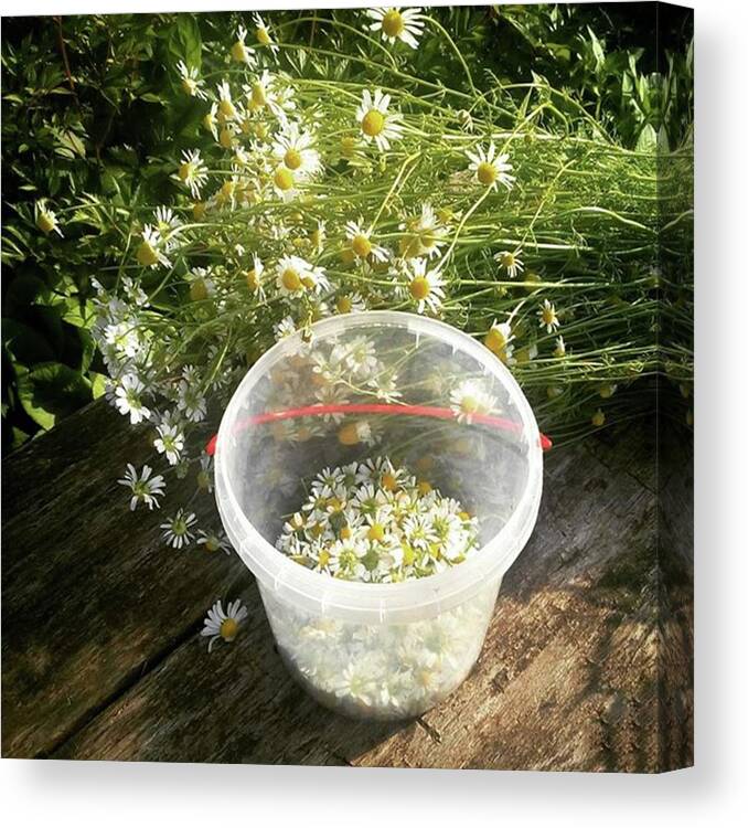Plants Canvas Print featuring the photograph Instagram Photo #51469182011 by Olga Strogonova