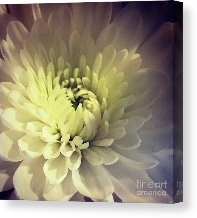 White Canvas Print featuring the photograph Flower by Deena Withycombe