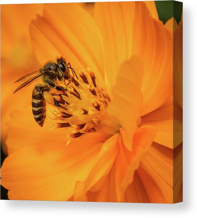Bee Canvas Print featuring the photograph Pollination #6 by SAURAVphoto Online Store